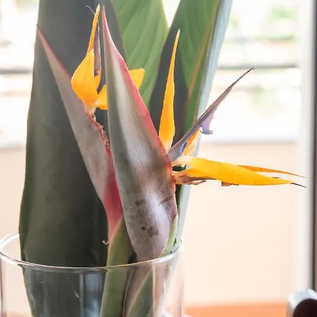 Apartment Freitas House By Homie Ponta do Sol (Madeira)